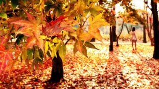 【韓國銀杏】南怡島、小法國村、江村鐵路單車一日遊