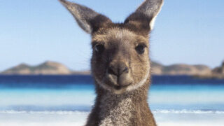 澳航 澳洲來回機票 $3,575起