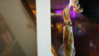 即釣即煮🦑 西貢、橋咀島 / 廈門灣泳灘、夜遊墨魚之旅