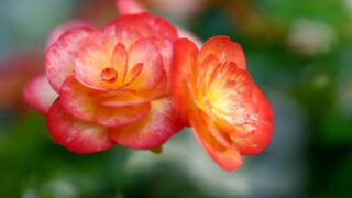 溫室主題展 – 香港公園「秋海棠展」