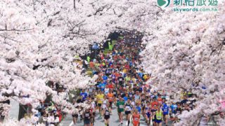 日本茨城日立市櫻花半程馬拉松 5天團 $9,988起