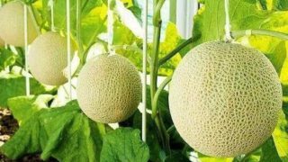 靜岡縣「皇冠青肉蜜瓜」[1個/1箱]