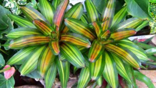 香港公園「鳳梨科植物展」